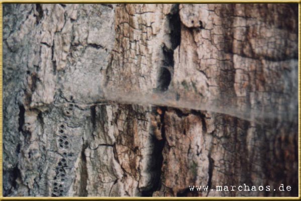 Fotogalerie - www.marchaos.de