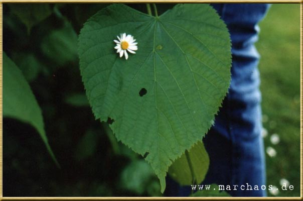 Fotogalerie - www.marchaos.de