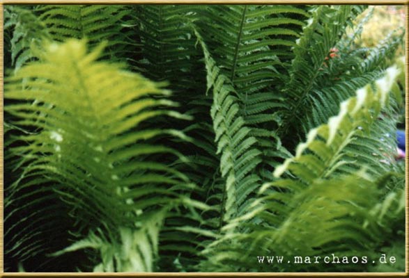 Abgefa(h)rn - Fotogalerie - www.marchaos.de