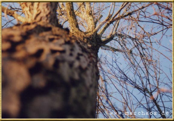 Fotogalerie - www.marchaos.de
