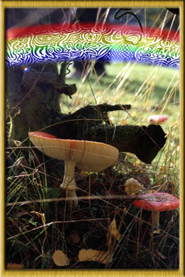 Muscarita