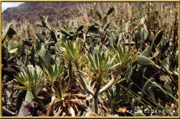 La Gomera - www.marchaos.de Reisegalerie