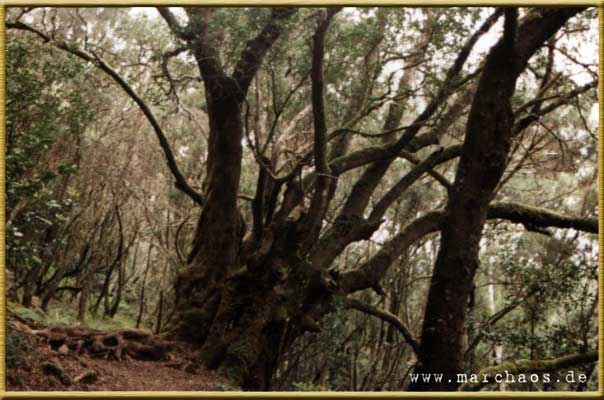 La Gomera - www.marchaos.de Reisegalerie